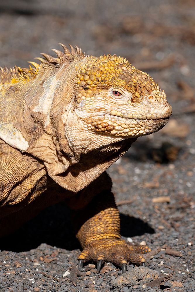 Ecuador-Galapagos-Isabela Island-Urbina Bay. Galapagos land iguana